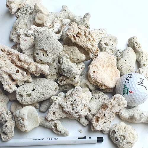 산호사 30-50mm(뼈산호 뼈다귀산호사 ) 큼직한사이즈 /어항수조 ph조절 - 상세 이미지 4