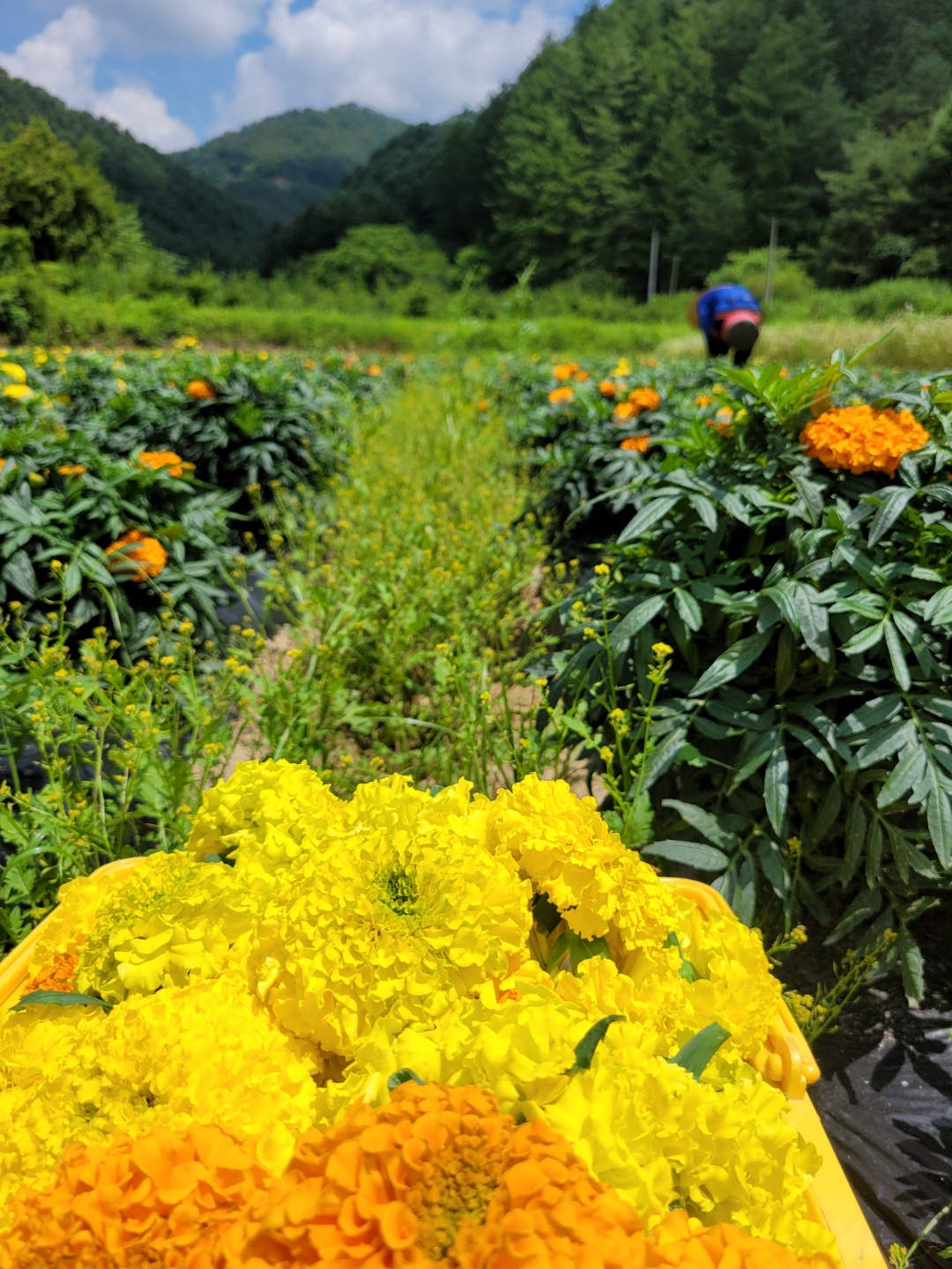 꽃차시대 메리골드 꽃 잎차 - 상세 이미지 3