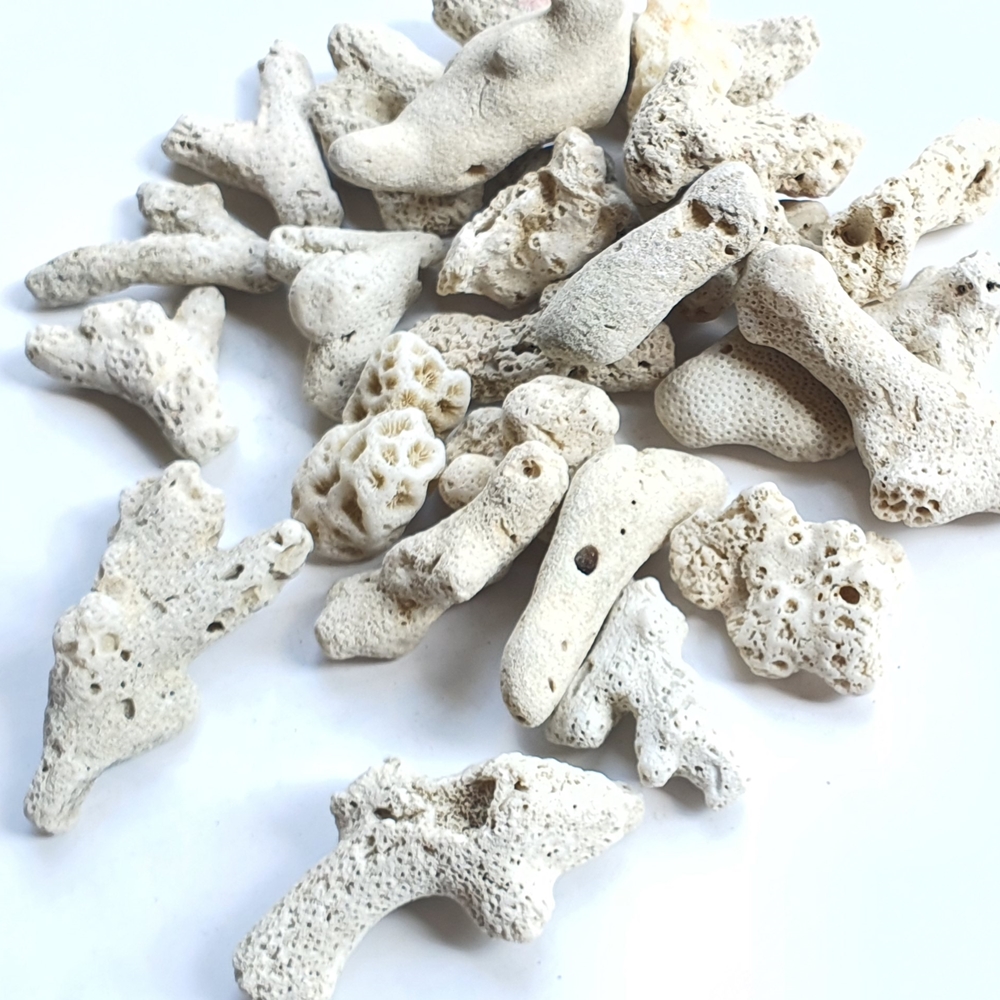 자갈공명 뼈산호 뼈다귀산호사  큼직한사이즈 어항장식 ph조절 1kg단위 제품 이미지