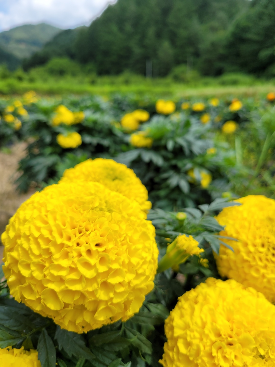 꽃차시대 메리골드 꽃 잎차 - 상세 이미지 5
