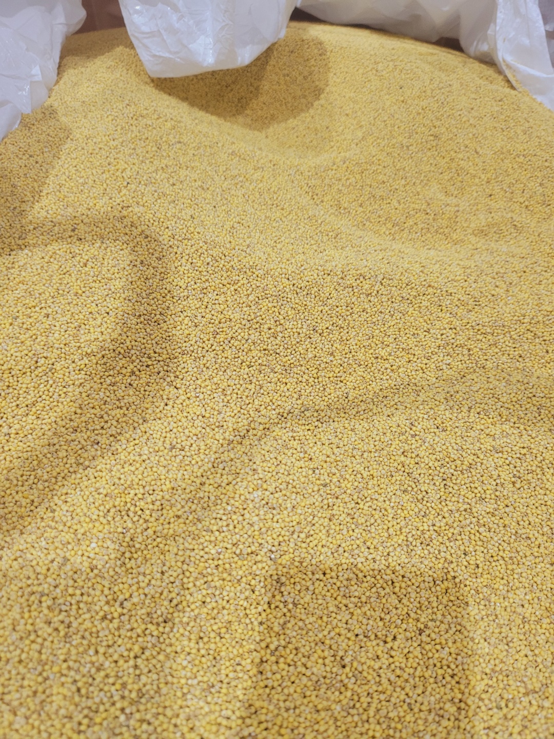 25년도 햇곡 기장쌀 국산 무농약 찰기장 좁쌀 1kg - 상세 이미지 4