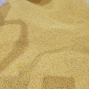25년도 햇곡 기장쌀 국산 유기농 찰기장 좁쌀 1kg 맛있게 먹은 솔직 후기 - 상품 이미지 4