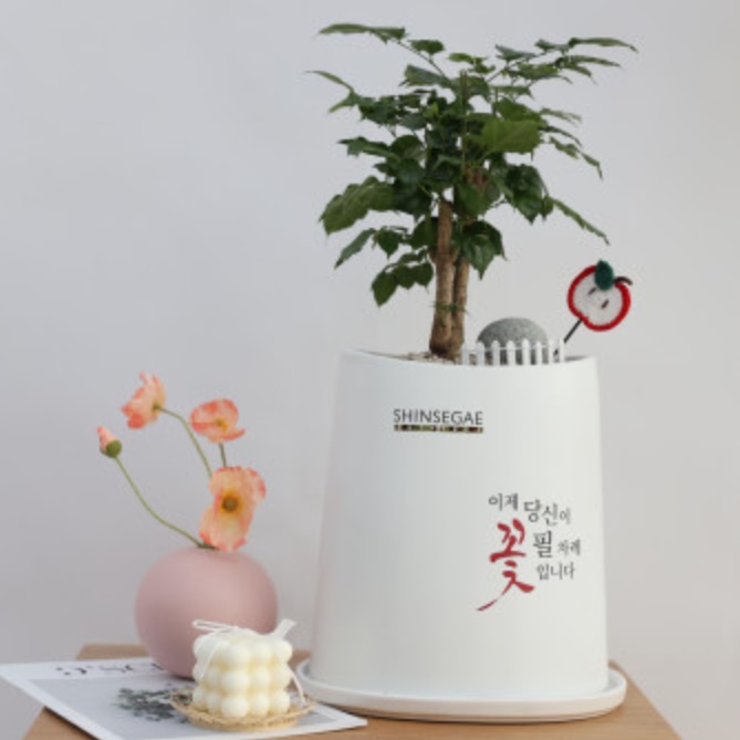 키우기쉬운개업화분 개관 은퇴 생일 가게화분 - 상세 이미지 4
