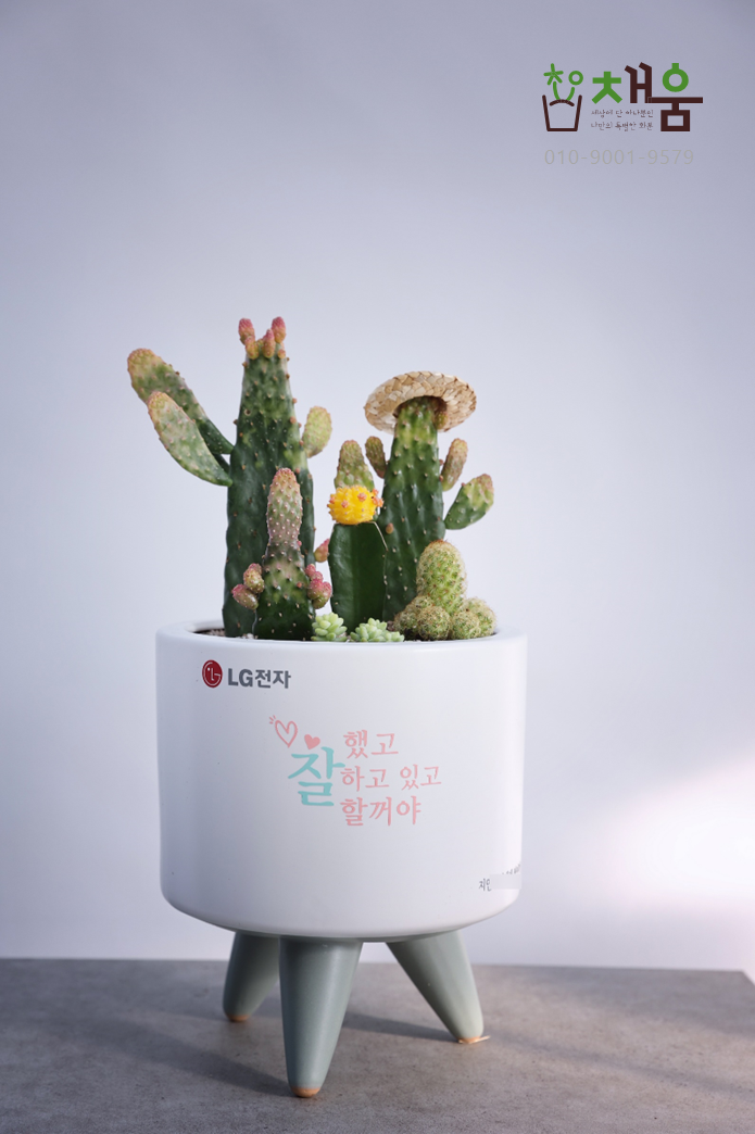키우기쉬운개업화분 개관 은퇴 생일 가게화분 이미지 8