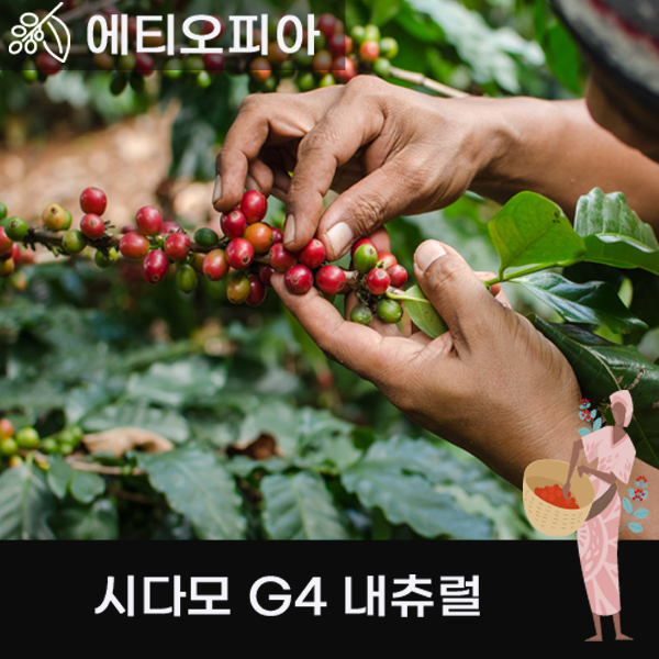 파우스빈 에디오피아 시다모 G4 생두 1kg : 파우스 빈