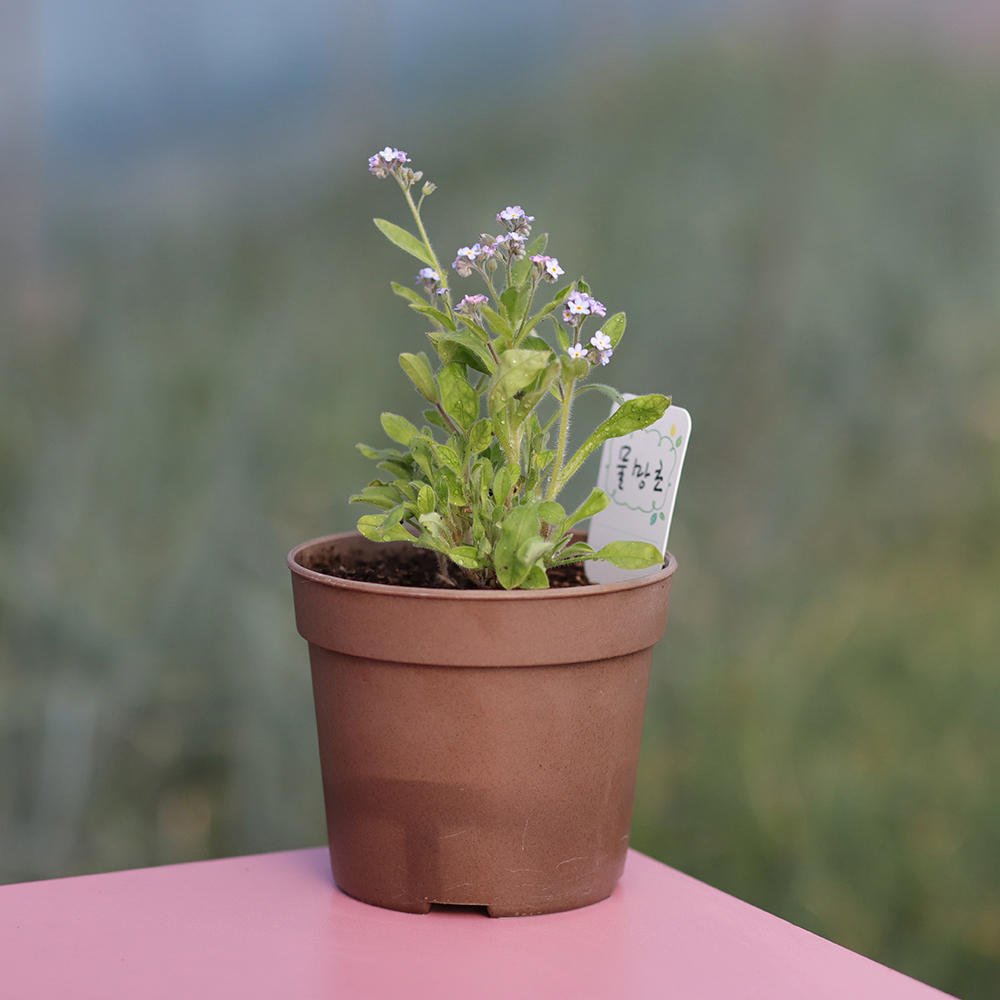 꽃집사 물망초 키우기 미니화분 홈가드닝 씨앗 꽃 기르기 화분 세트 - 상세 이미지 2
