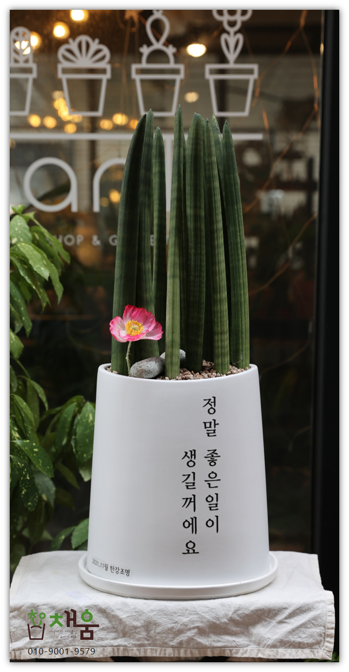 키우기쉬운개업화분 개관 은퇴 생일 가게화분 이미지 6