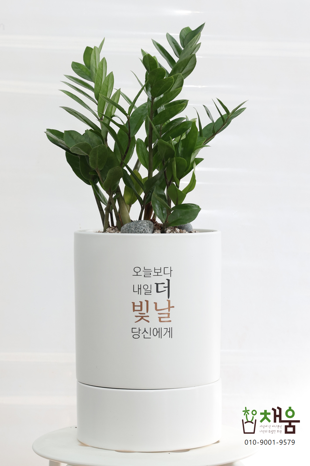 (안스리움) 합격 축하화분선물 개업문구 메세지화분 - 상세 이미지 4