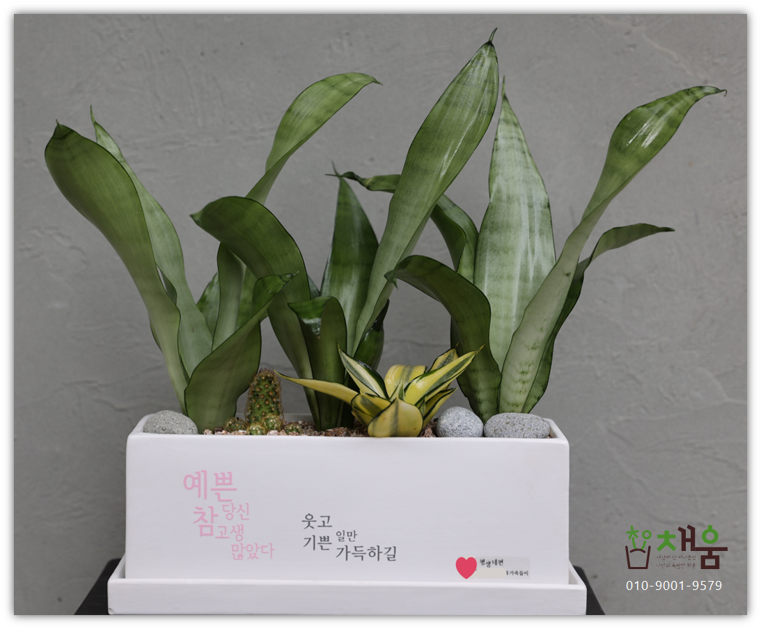 키우기쉬운개업화분 개관 은퇴 생일 가게화분 이미지 7