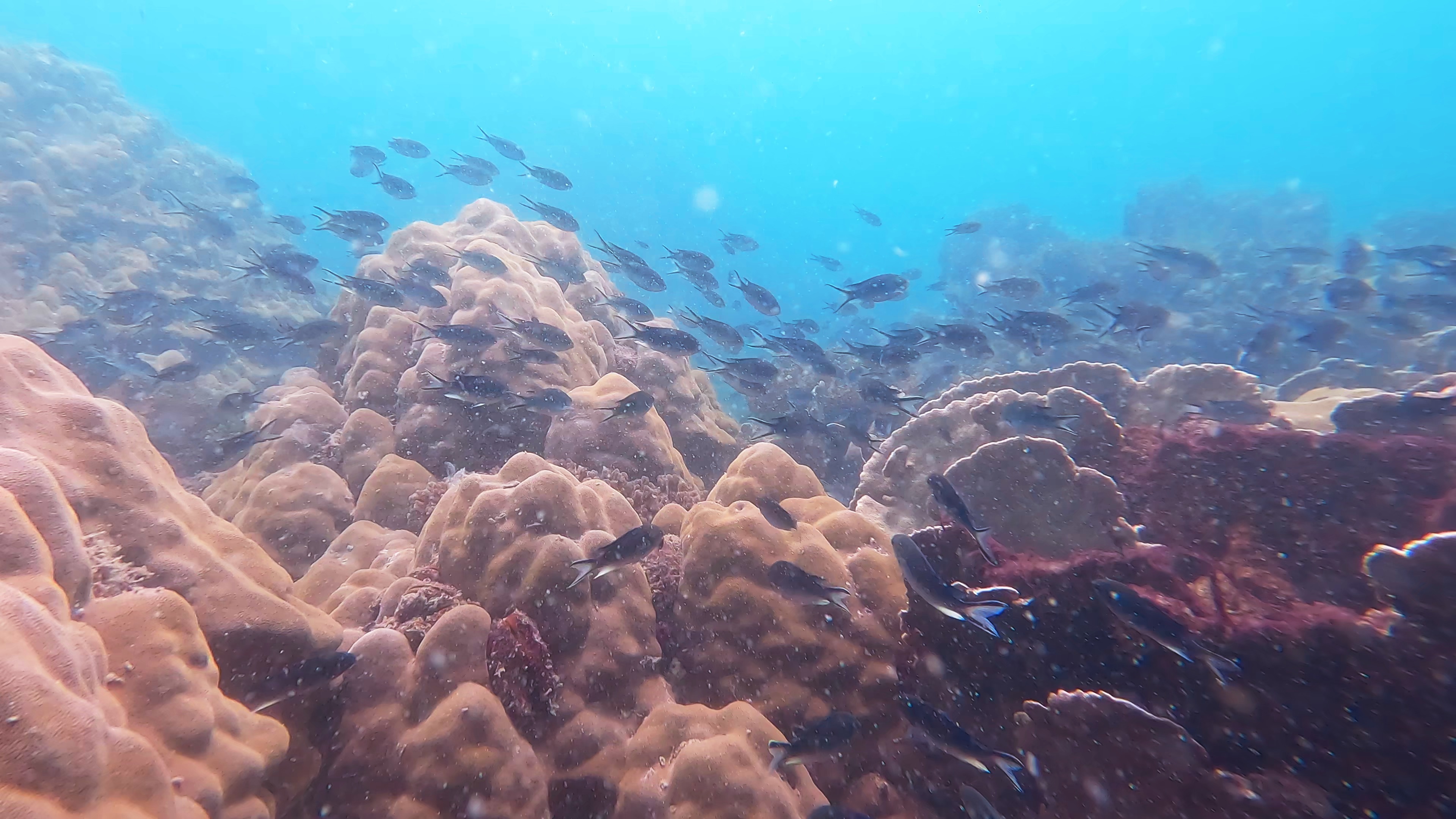 푸꾸옥 호핑투어 보물섬 스노쿨링 한국인 전용 오전 반나절 투어 액티비티 스피드보트 픽업 샌딩