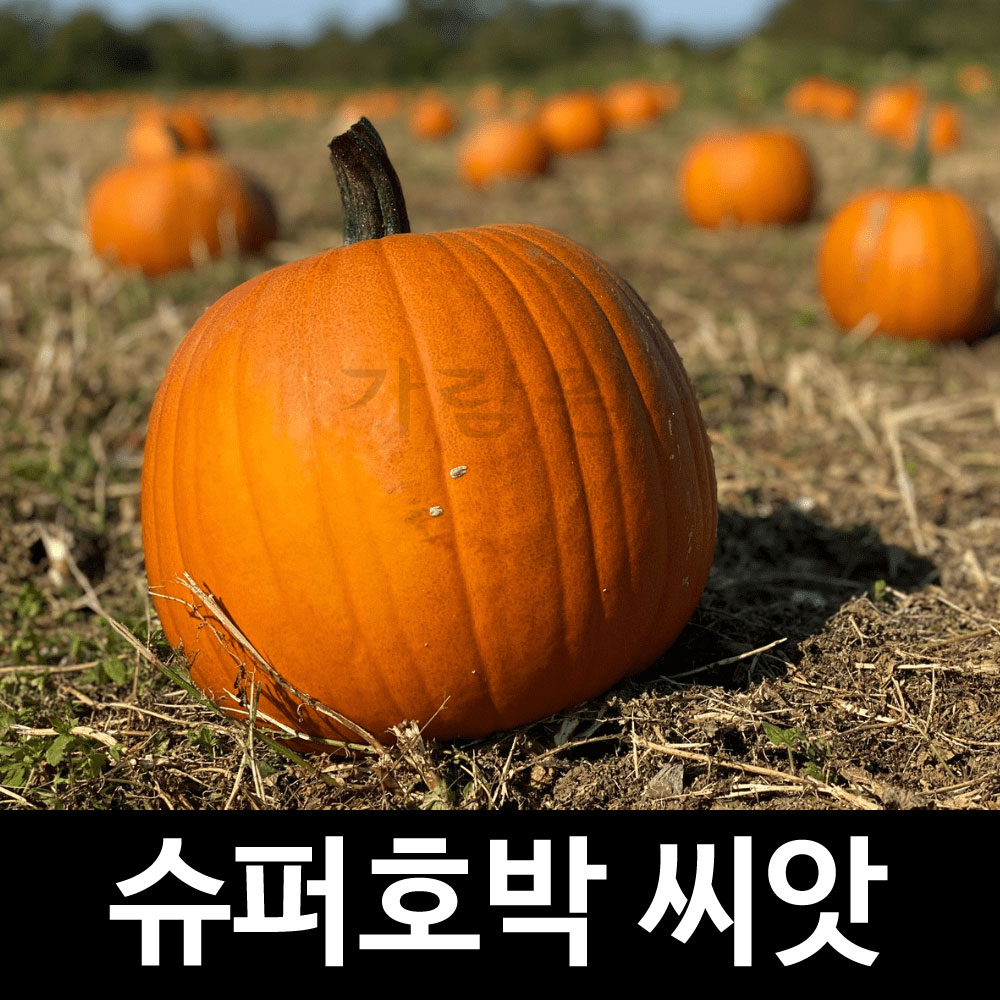 미국장원 슈퍼 호박 씨앗 채소 종자 야채 씨 5알 : 가람원