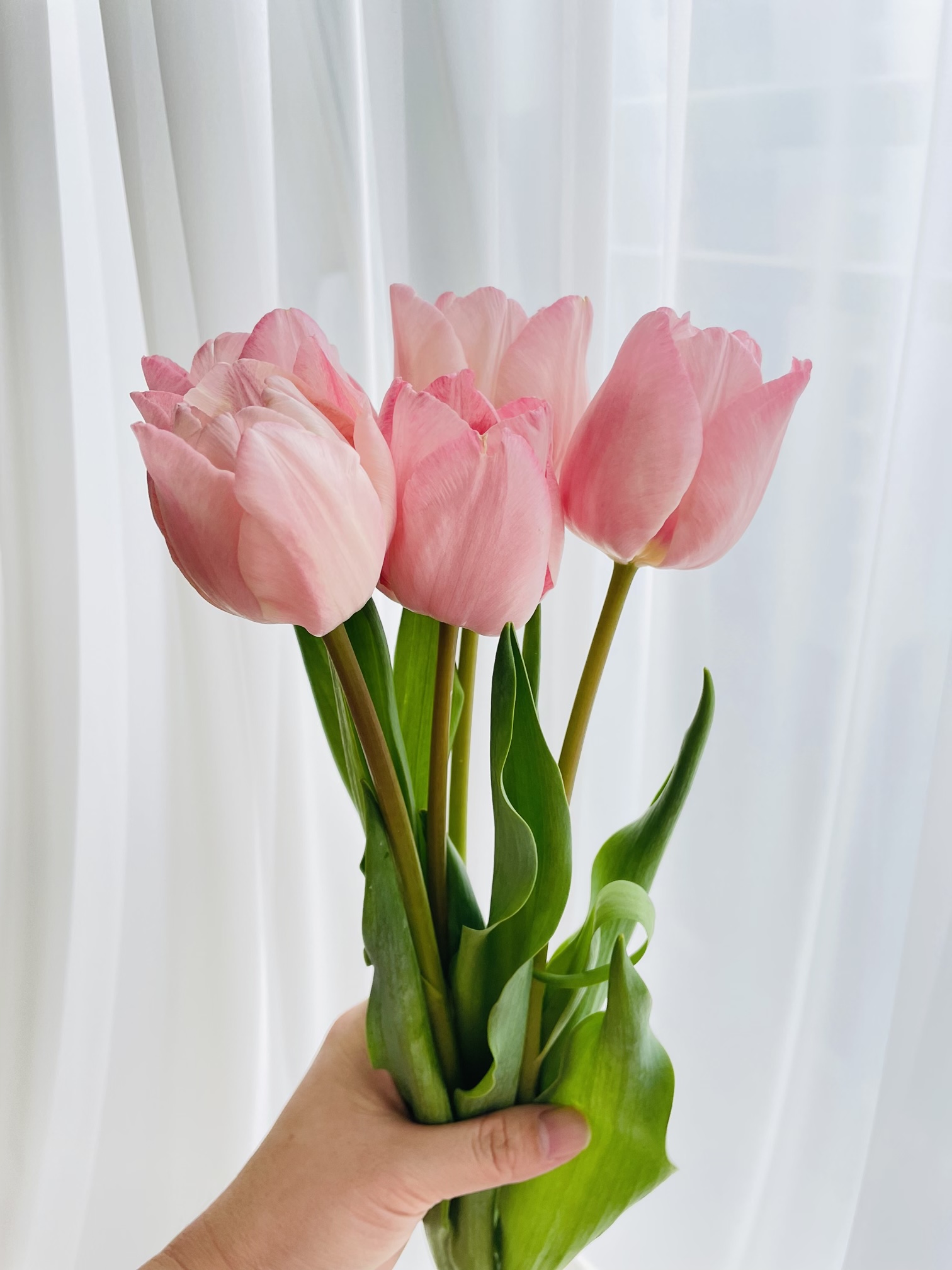 튤립 생화 꽃 다발 1송이 5송이 택배 배달 싼곳 양재꽃시장 꽃선물 솔직 후기 | 실사용자 리뷰 분석 - 대표 이미지