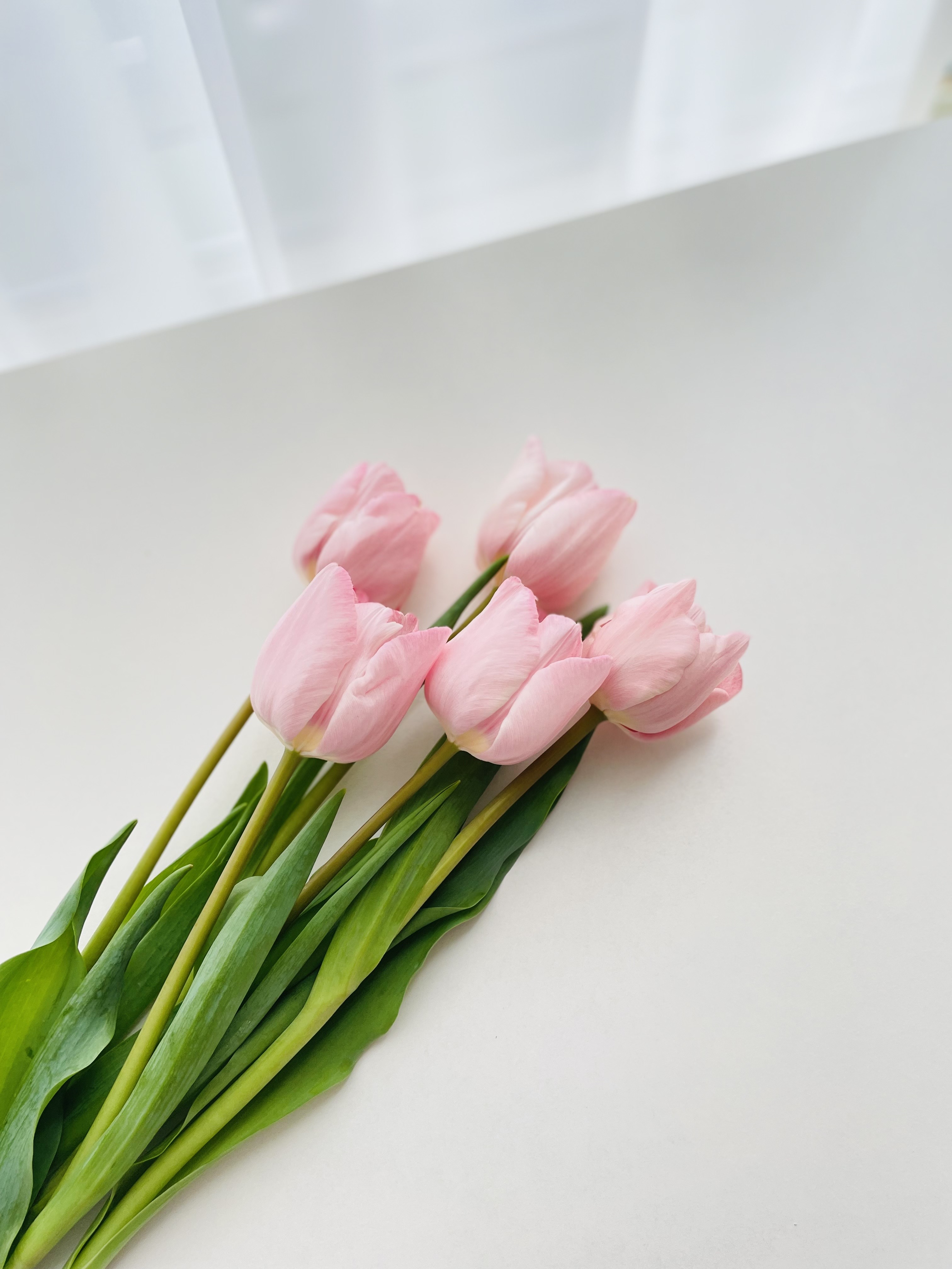 튤립 생화 꽃 다발 1송이 5송이 택배 배달 싼곳 양재꽃시장 꽃선물 이미지 2