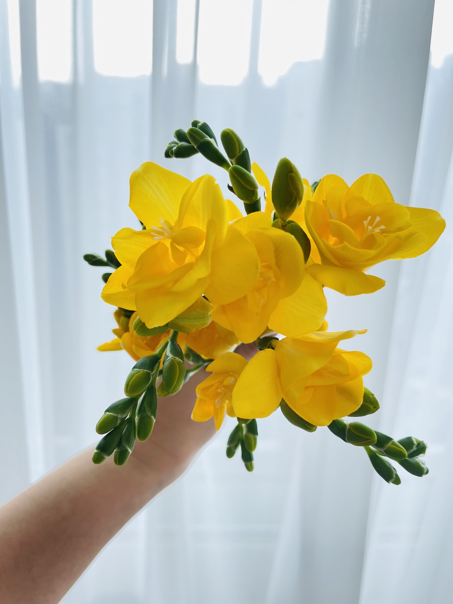 후리지아 프리지아 10줄기 꽃 배달 싼곳 생화 기념일 꽃다발 선물 봄 노랑 노란 이미지 3