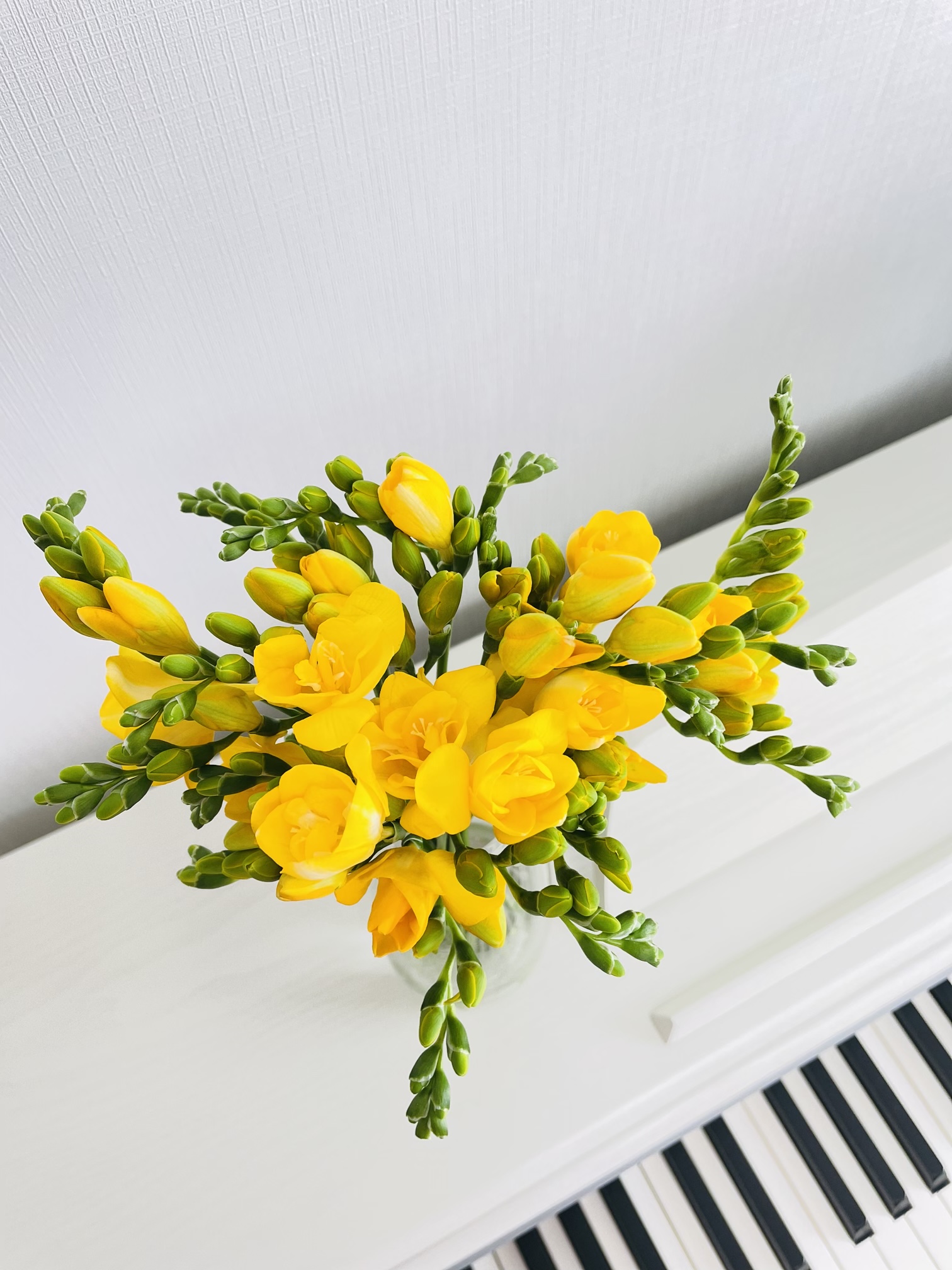 후리지아 프리지아 10줄기 꽃 배달 싼곳 생화 기념일 꽃다발 선물 봄 노랑 노란 이미지 2