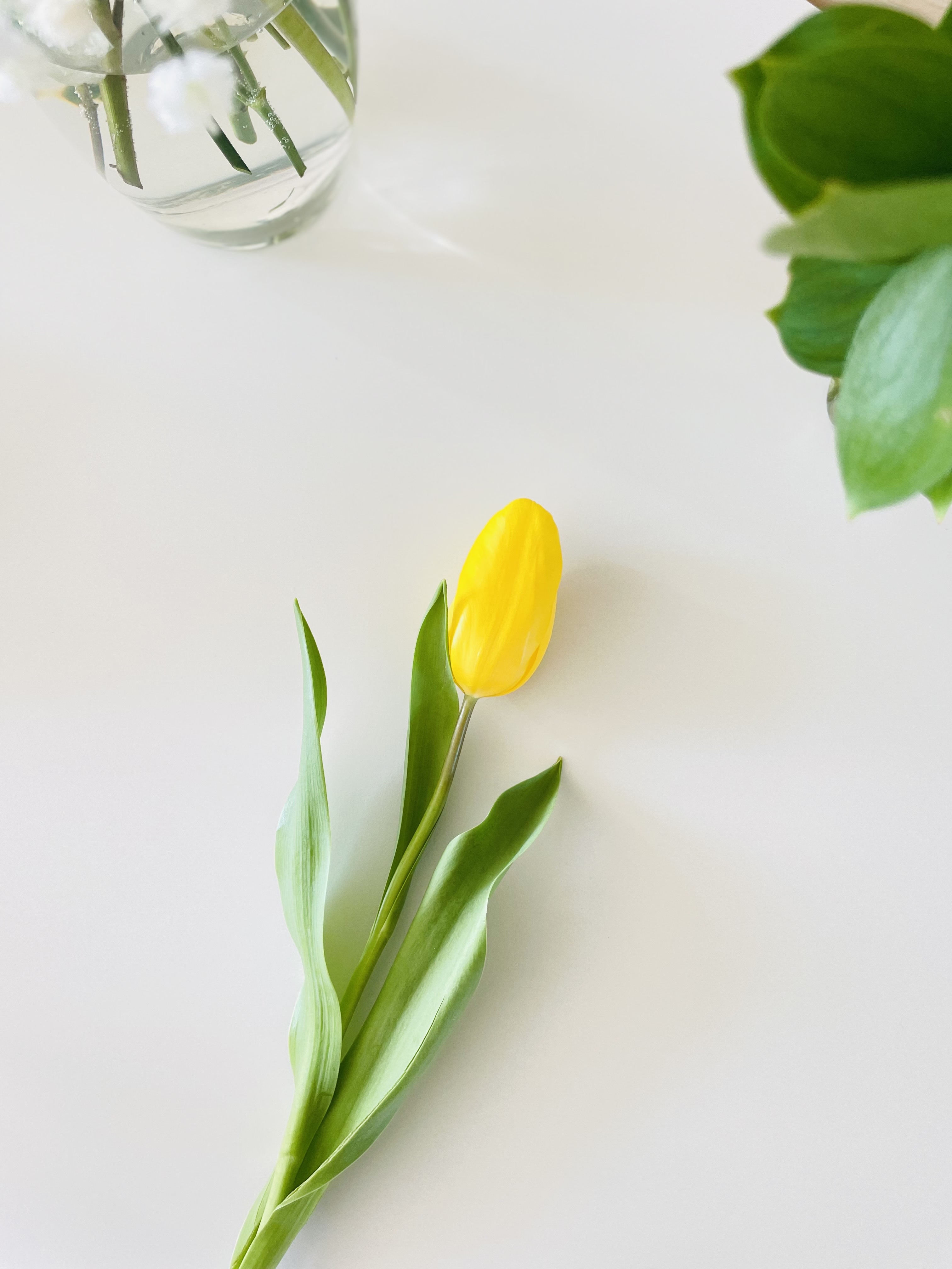 튤립 생화 꽃 다발 1송이 5송이 택배 배달 싼곳 양재꽃시장 꽃선물 이미지 3