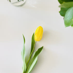 튤립 생화 꽃 다발 1송이 5송이 택배 배달 싼곳 양재꽃시장 꽃선물 솔직 후기 | 실사용자 리뷰 분석 - 상품 이미지 3