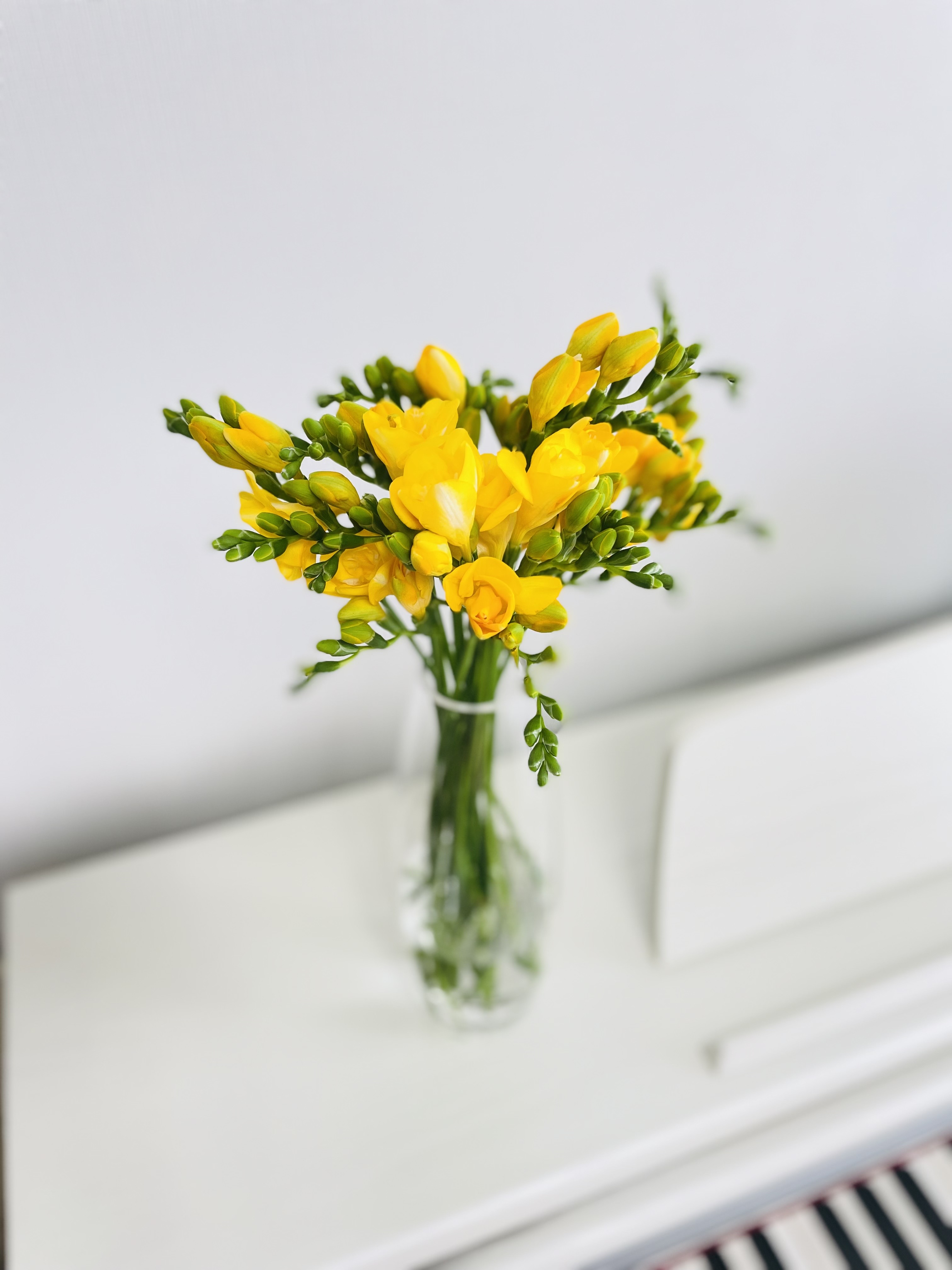 후리지아 프리지아 10줄기 꽃 배달 싼곳 생화 기념일 꽃다발 선물 봄 노랑 노란 이미지 4