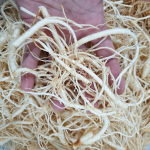 미삼 인삼 잔뿌리 금산인삼 세척 수삼 1채 750g 맛있게 먹은 솔직 후기 - 상품 이미지 2