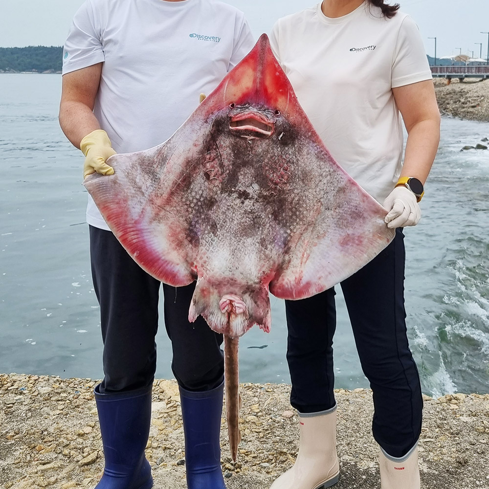 국내산 목포 홍어 흑산도홍어 삼합추천