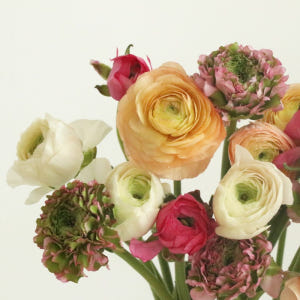 (BEST)라넌큘러스(7colors)ㅣ겨울 봄 제철꽃 생일 탄생화 웨딩부... 솔직 후기 | 실사용자 리뷰 분석 - 상품 이미지 3