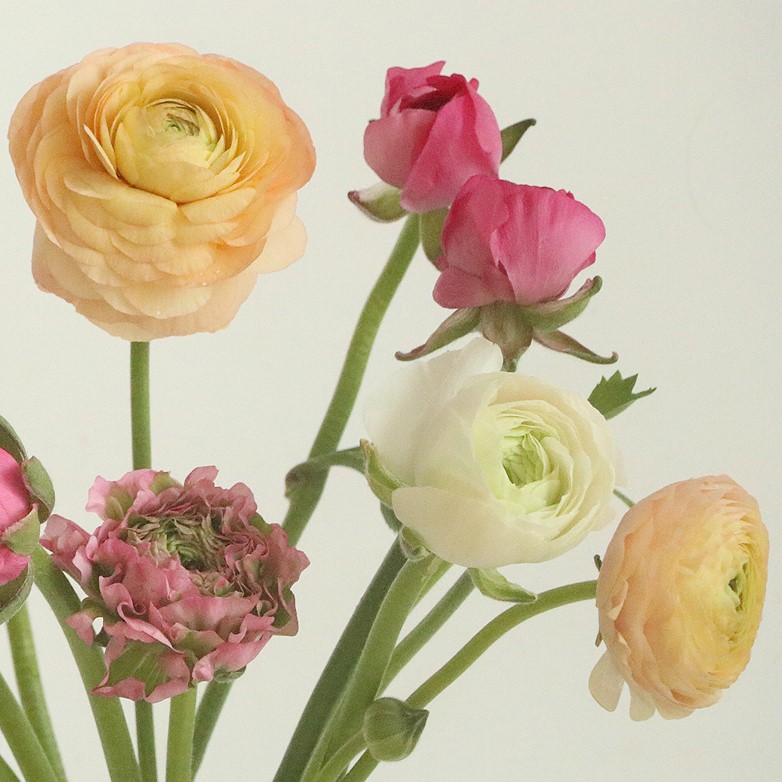 (BEST)라넌큘러스(7colors)ㅣ겨울 봄 제철꽃 생일 탄생화 웨딩부케 셀프촬영 돌상 백일상 기념일 선물 생화배송 꽃다발 정기구독 이미지 4