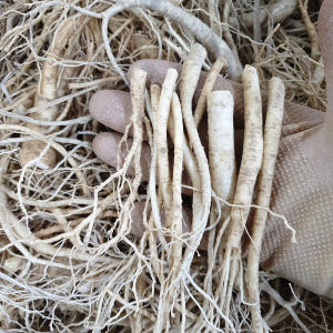 미삼 인삼 잔뿌리 금산인삼 세척 수삼 1채 750g 맛있게 먹은 솔직 후기 - 상품 이미지 4