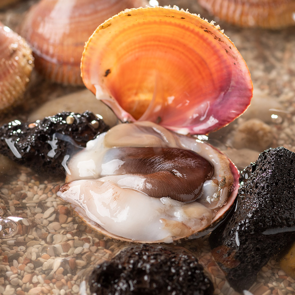 국내산 특품 새조개 500g 손질 샤브샤브 실중량