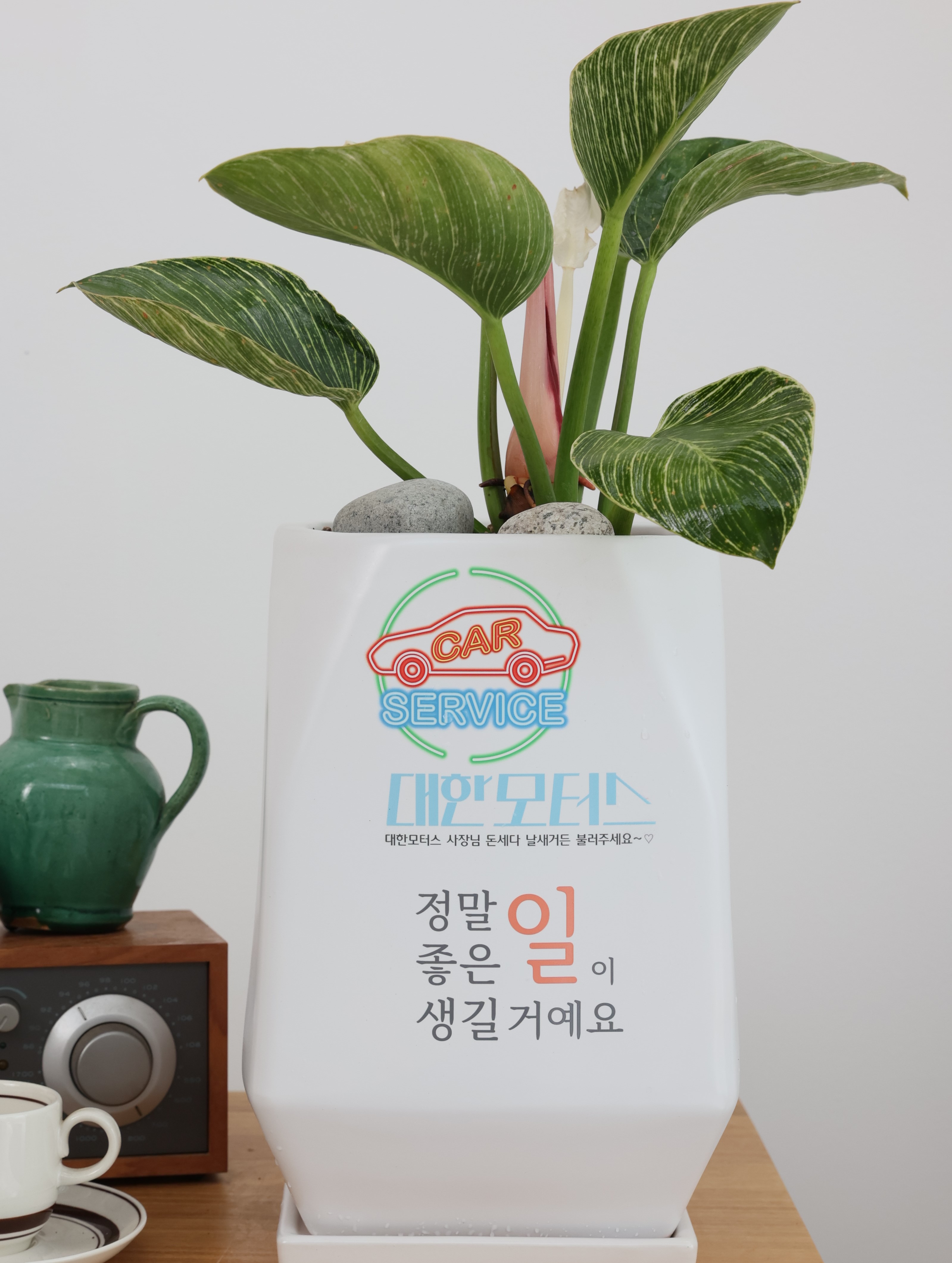 대형화분나무 병원개원화분 난선물 생일 기념일 - 상세 이미지 4