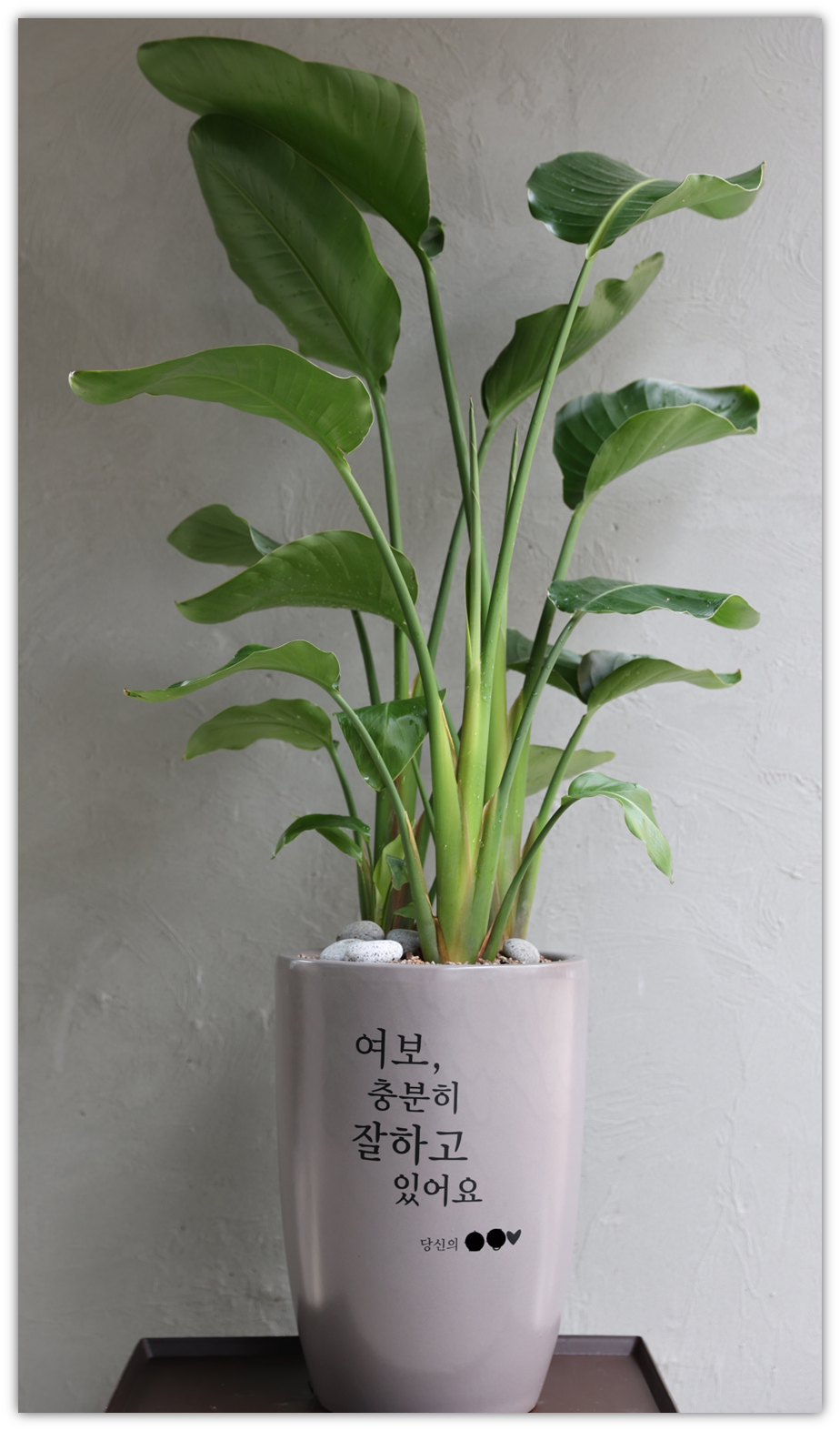 대형화분나무 병원개원화분 난선물 생일 기념일 이미지 8