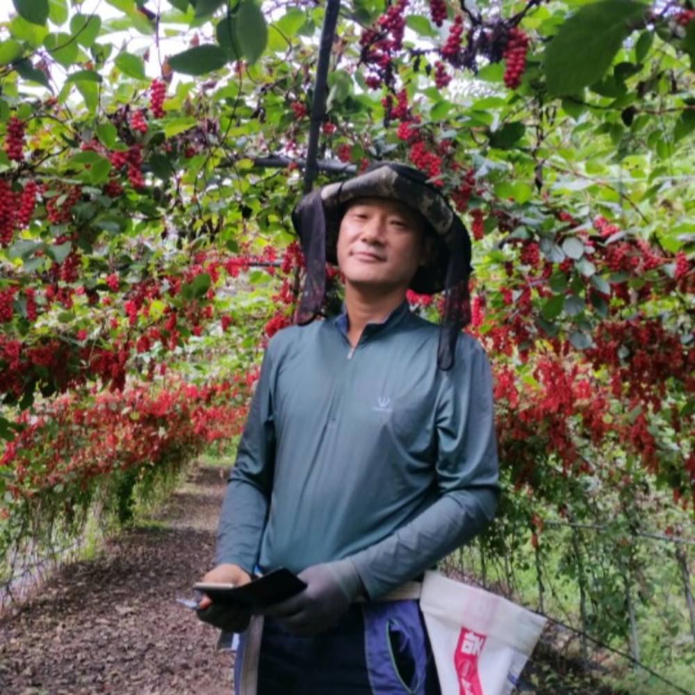 인제 오미자청엑기스 선물세트 1.5L 2병 오미자청원액 임산부 즙 진액 효소 만들기 효능