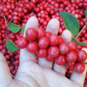 인제 수제 임산부 오미자청 원액 엑기스 선물 1.5L 1병 즙 진액 효소... 맛있게 먹은 솔직 후기 - 상품 이미지 3