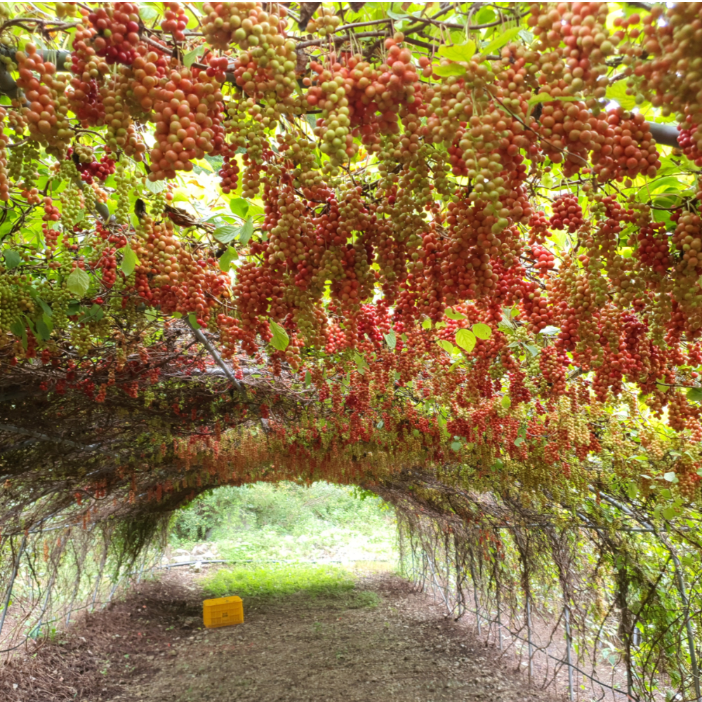 주연네 맛있는 수제 오미자청 원액 임산부 오미자엑기스 선물세트 진액 효소 1.5L 2병