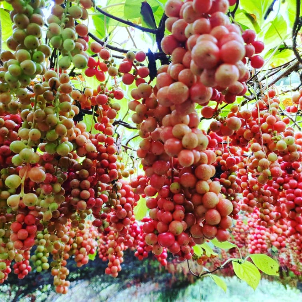 주연네 맛있는 수제 오미자청 원액 임산부 오미자엑기스 선물세트 진액 효소 1.5L 2병