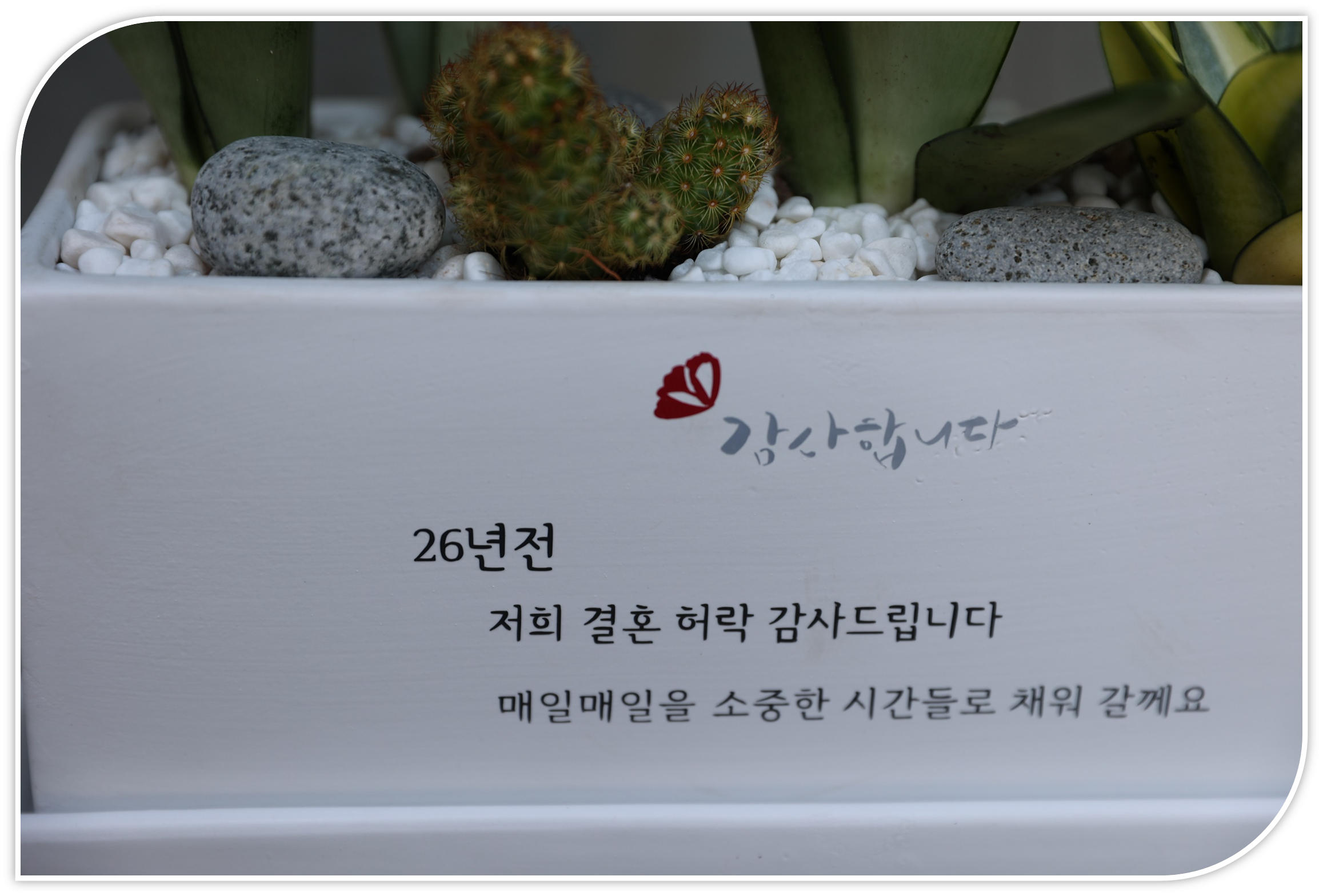 대형화분나무 병원개원화분 난선물 생일 기념일 이미지 7
