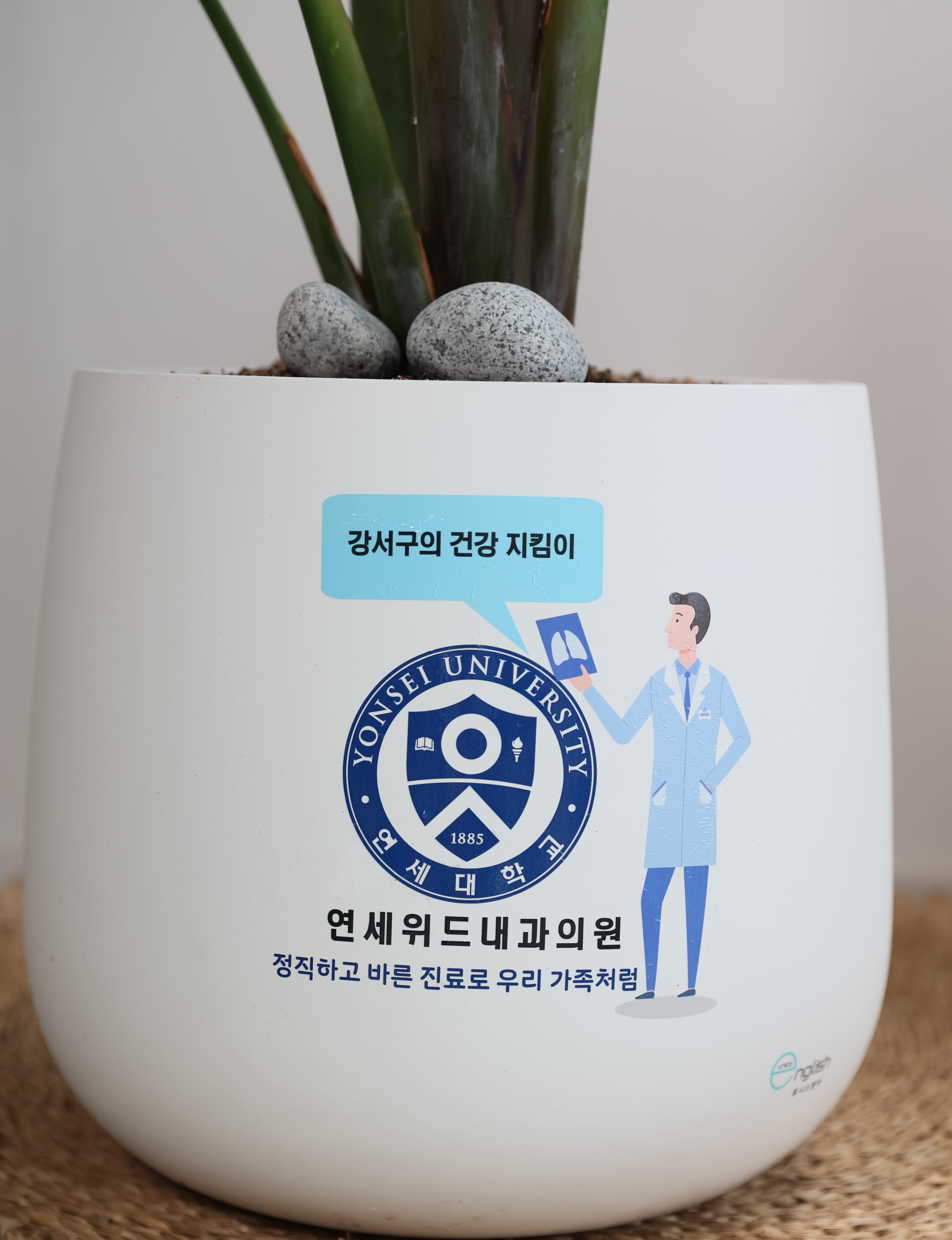 대형화분나무 병원개원화분 난선물 생일 기념일 이미지 6