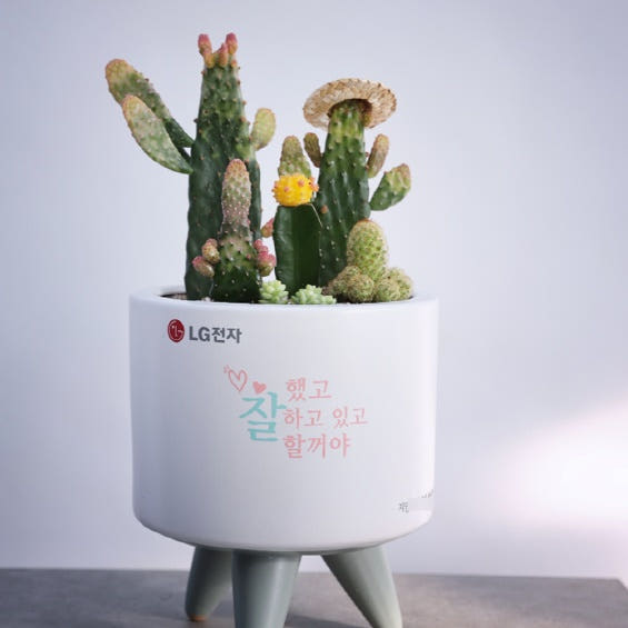 보태드림 승진화분배달 회사이전선물 취임축하난