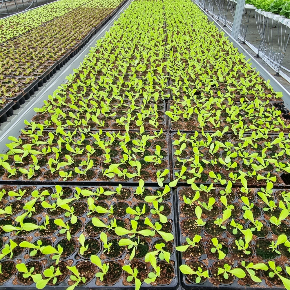 [무농약 수경재배]유러피안 샐러드 야채 쌈채소 600g - 상세 이미지 2