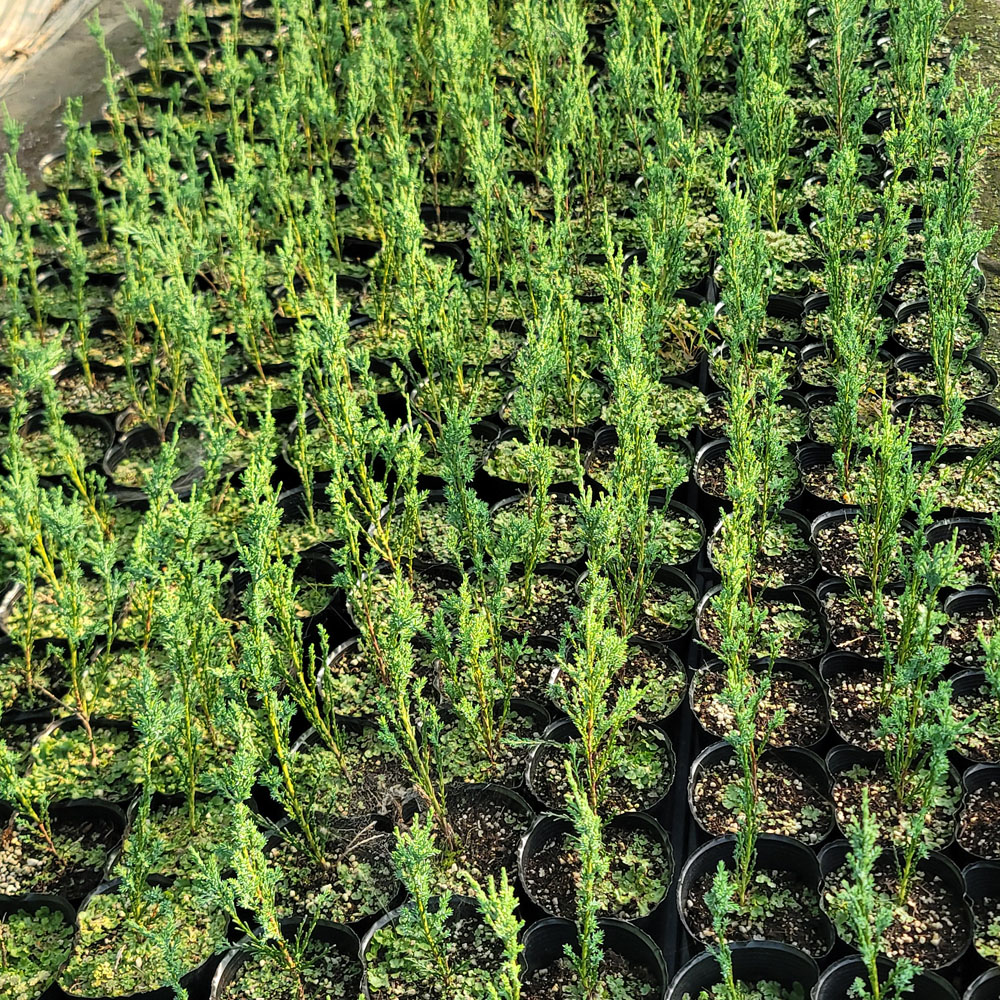 스카이로켓 향나무 30cm 플러그묘 이미지 2