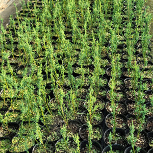 스카이로켓 향나무 30cm 플러그묘 실사용 후기 | 효과 있을까? - 상품 이미지 2