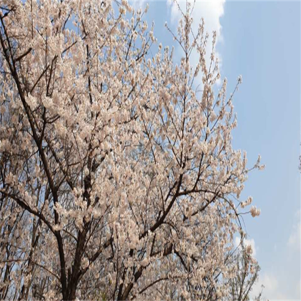 서울 벚꽃버스 로맨틱 일일투어 가격 추이 뜨거운청춘 서울 벚꽃버스 로맨틱 일일투어 - 최저가 58,820원