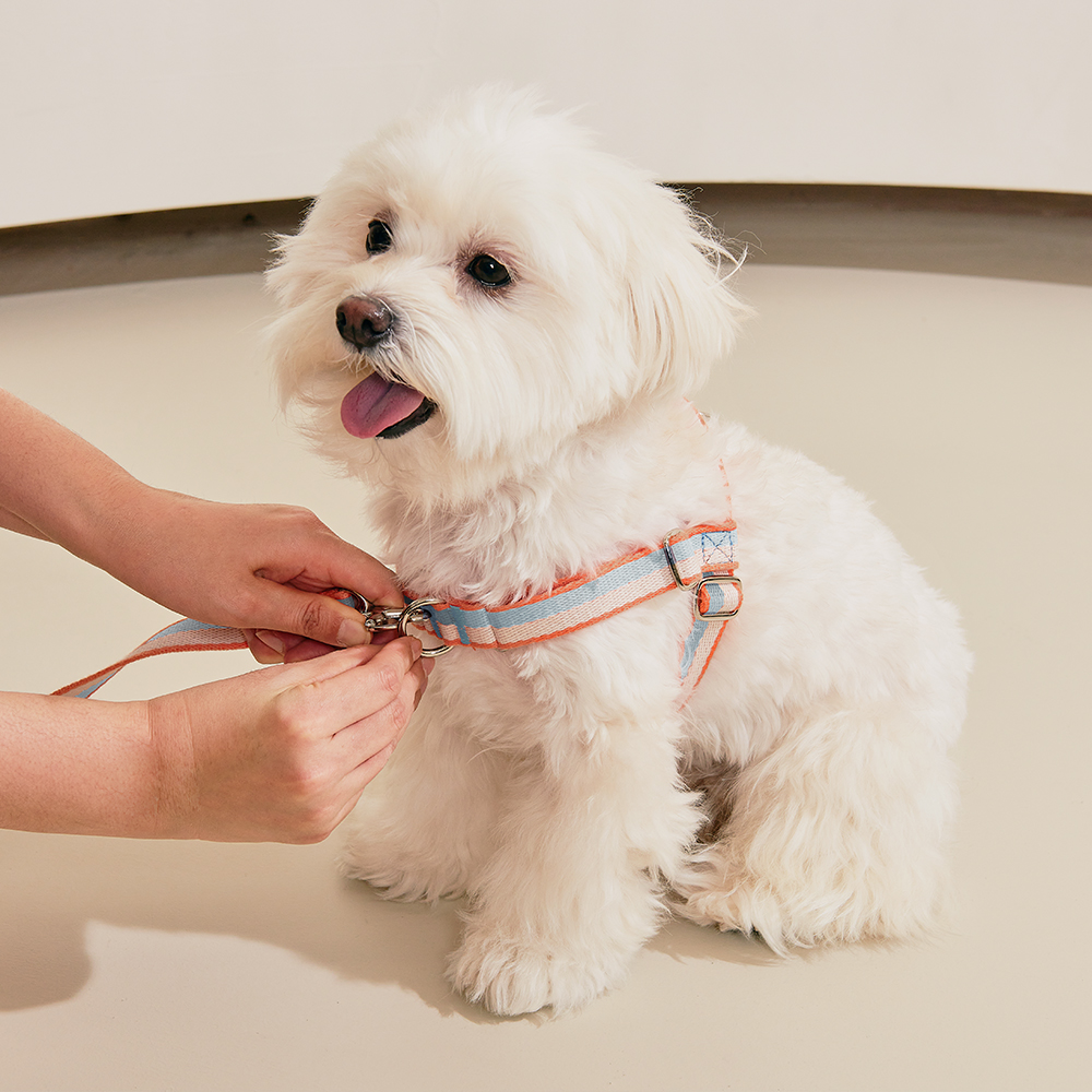 티어라움 강아지 마이데일리 하네스 L형 리드줄 앞고리 앞섬방지 소형견 반려견 초소형 산책 베이비뷰 xs