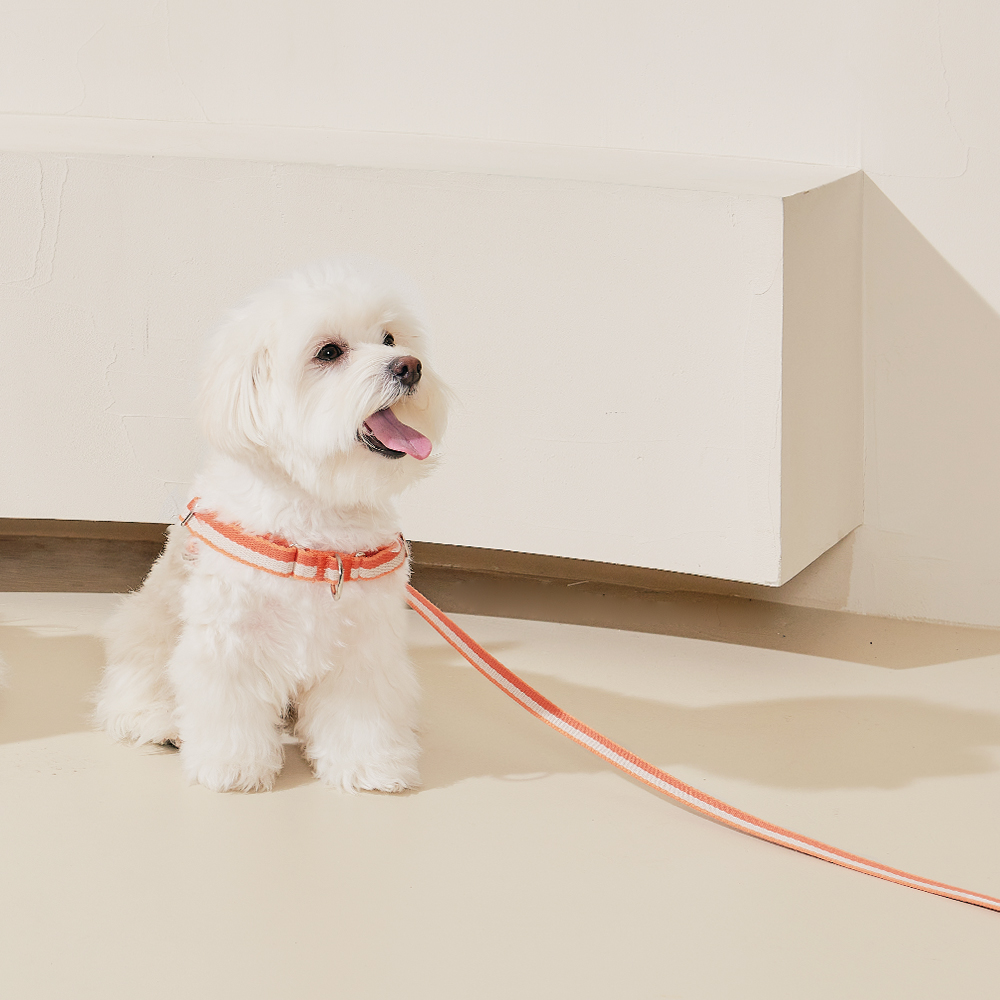 티어라움 강아지 마이데일리 리드줄 산책줄 소형견 반려견 산책 베이비뷰 핸즈프리 2.5m