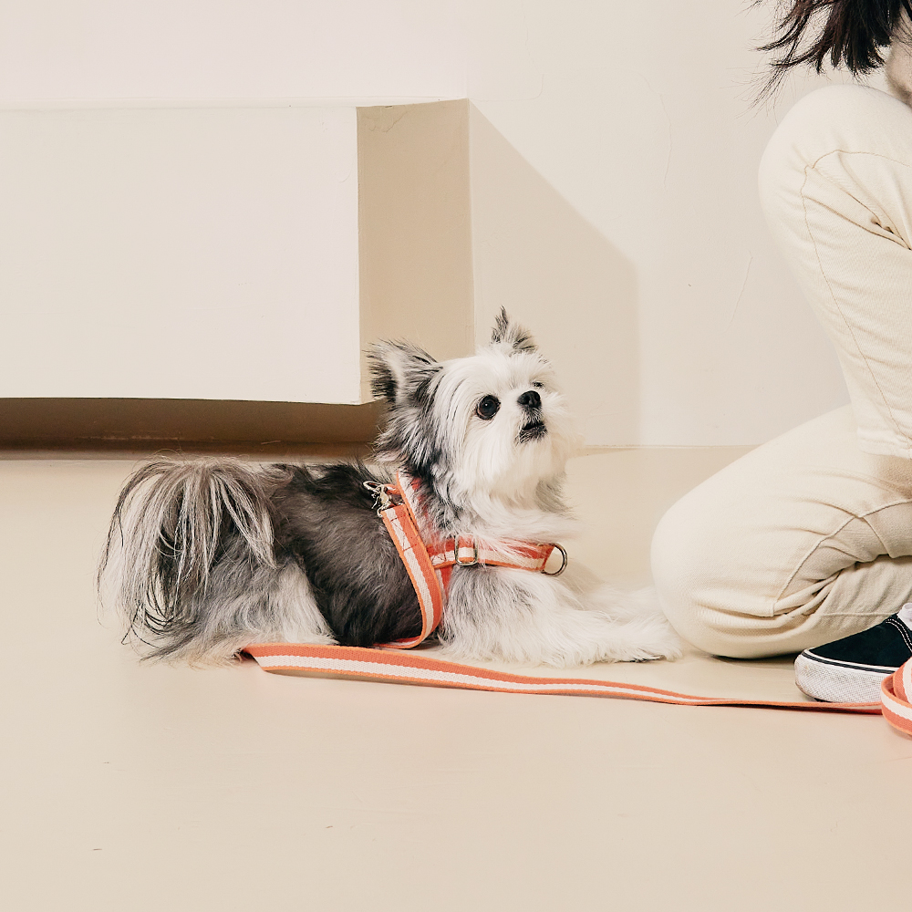 티어라움 강아지 마이데일리 하네스 L형 리드줄 앞고리 앞섬방지 소형견 반려견 초소형 산책 베이비뷰 xs