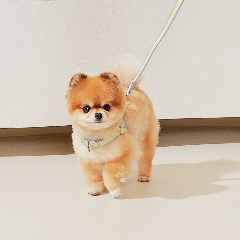 티어라움 강아지 마이데일리 리드줄 산책줄 소형견 반려견 산책 베이비뷰 핸즈프리 2.5m