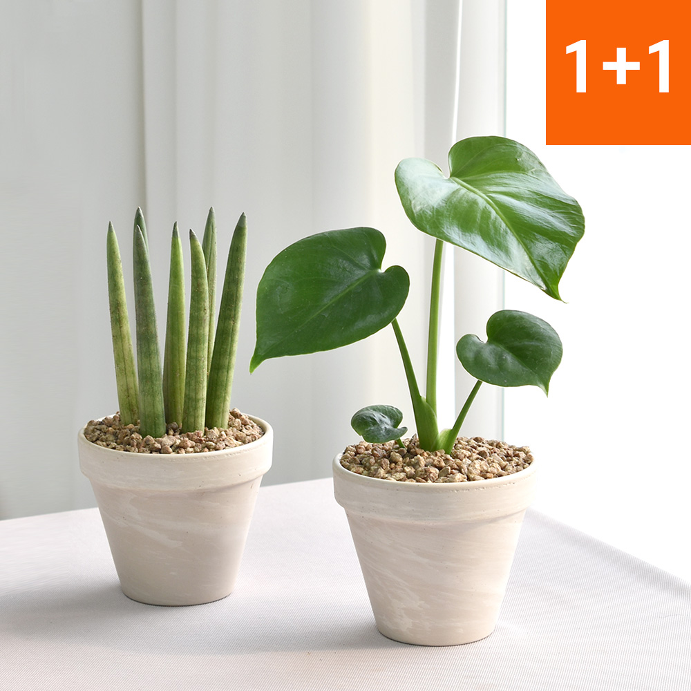 공기정화식물 몬스테라 스투키 독일화이트크림