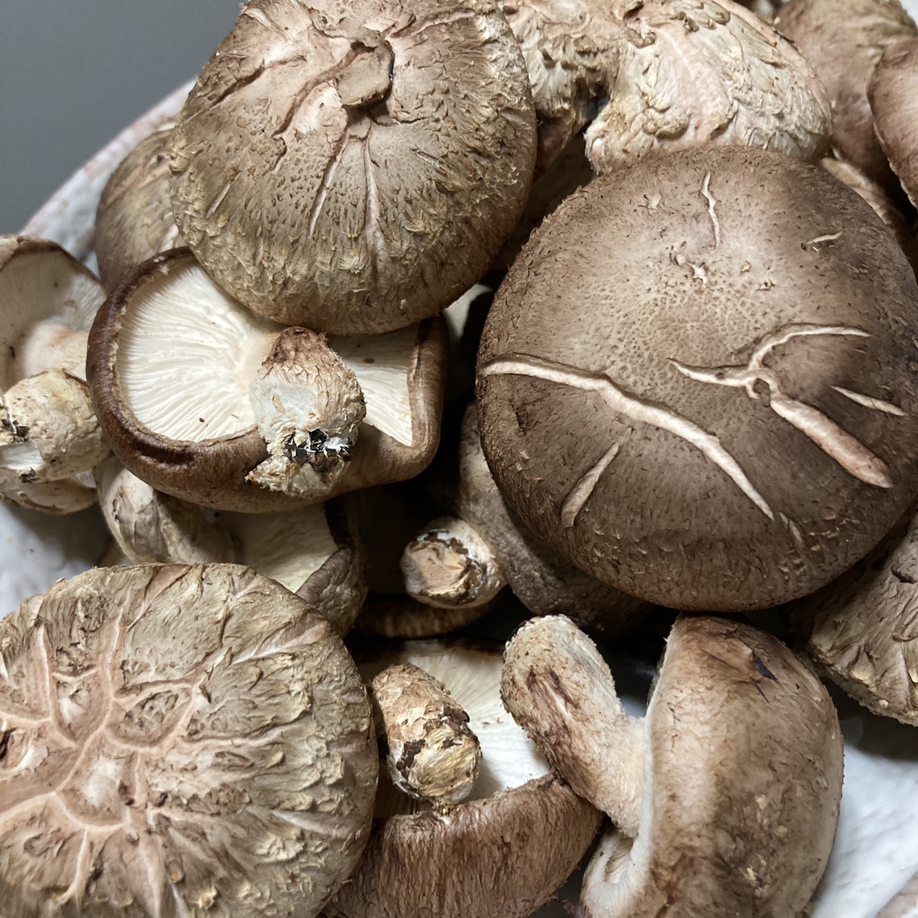 표고버섯 생표고버섯 못난이 가정용 파지 1kg 2kg - 상세 이미지 5