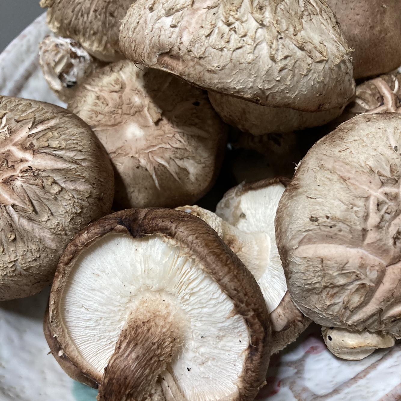 표고버섯 생표고버섯 못난이 가정용 파지 1kg 2kg - 상세 이미지 2