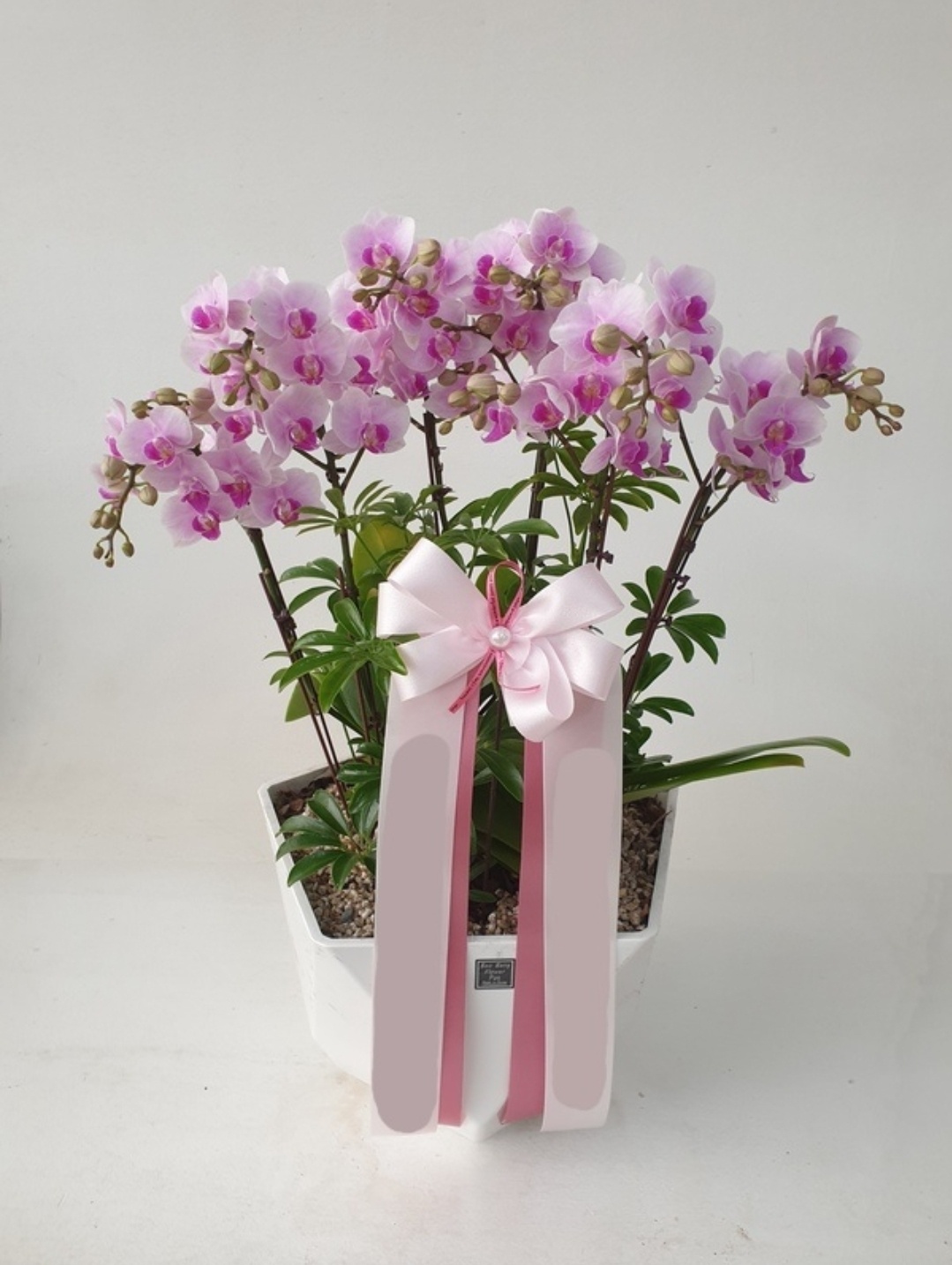연분홍 호접란 (대) 팔순 서양란 서양난 난배달 상견례 칠순 승진 축하 이전 개업 화분 제품 이미지