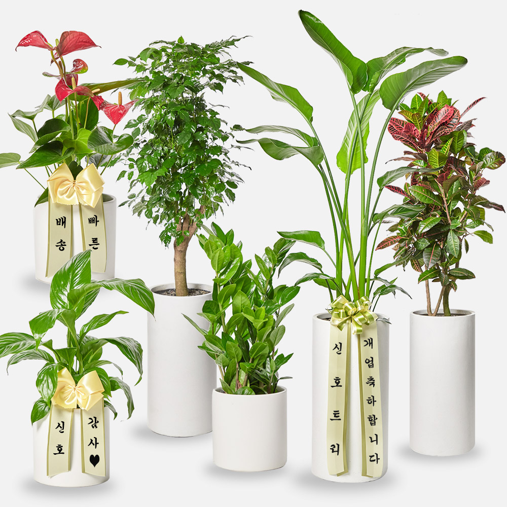 금전수 돈나무 개업화분 선물 공기정화식물 집들이 거실 사무실 축하 감사인사 전국당일 꽃배달 상세 이미지 7